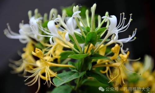 午时茶主治作用大全-权威午时茶对应症状平台,分享专业午时茶作用知识_午时茶主治什么网